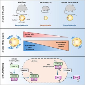 New Cell Met Article 